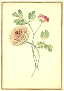 Karlsruher Tulpenbuch 51