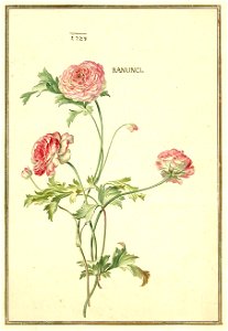 Karlsruher Tulpenbuch 49