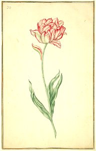 Karlsruher Tulpenbuch 20