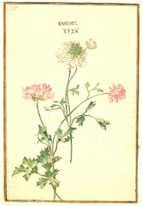Karlsruher Tulpenbuch 57