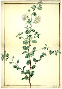 Karlsruher Tulpenbuch 01