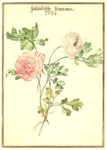 Karlsruher Tulpenbuch 56