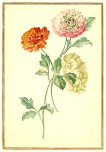 Karlsruher Tulpenbuch 52