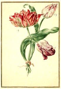 Karlsruher Tulpenbuch 27