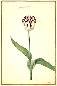 Karlsruher Tulpenbuch 23
