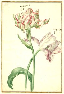 Karlsruher Tulpenbuch 28