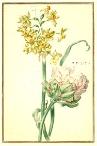 Karlsruher Tulpenbuch 43
