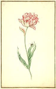 Karlsruher Tulpenbuch 19