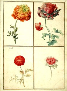Karlsruher Tulpenbuch 67