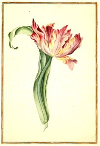 Karlsruher Tulpenbuch 39