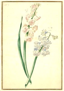 Karlsruher Tulpenbuch 47