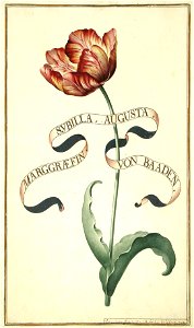 Karlsruher Tulpenbuch 03