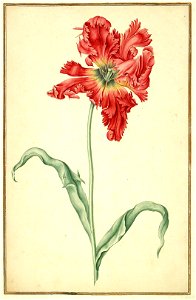 Karlsruher Tulpenbuch 25