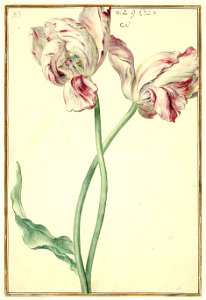 Karlsruher Tulpenbuch 33