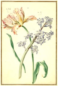 Karlsruher Tulpenbuch 41