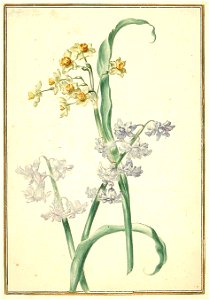 Karlsruher Tulpenbuch 44