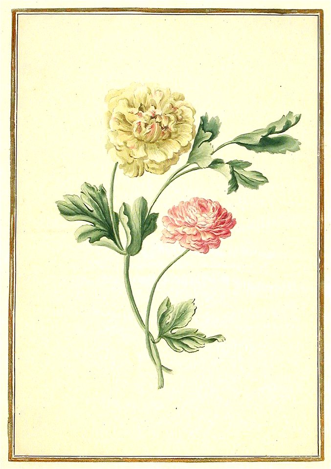 Karlsruher Tulpenbuch 59