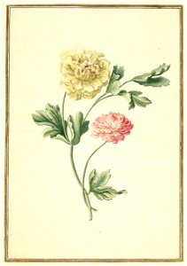 Karlsruher Tulpenbuch 59