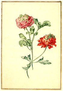 Karlsruher Tulpenbuch 64