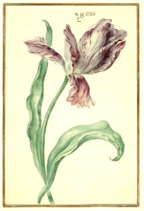 Karlsruher Tulpenbuch 35