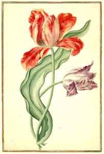 Karlsruher Tulpenbuch 40