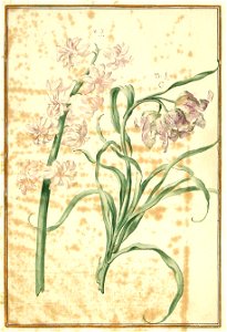 Karlsruher Tulpenbuch 48