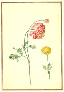 Karlsruher Tulpenbuch 65