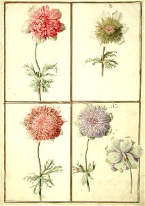 Karlsruher Tulpenbuch 68