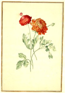 Karlsruher Tulpenbuch 55