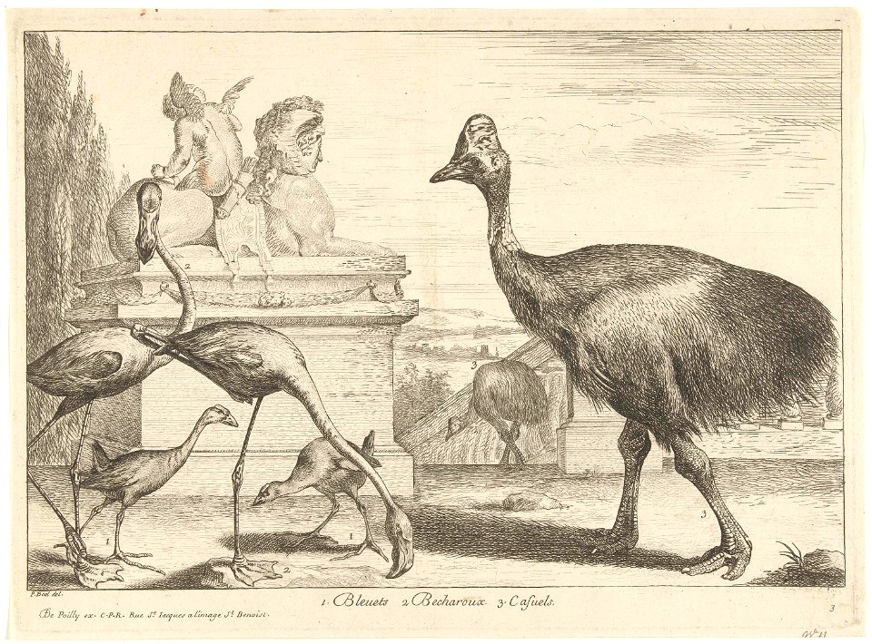 Kasuarissen, purperkoet en flamingo's