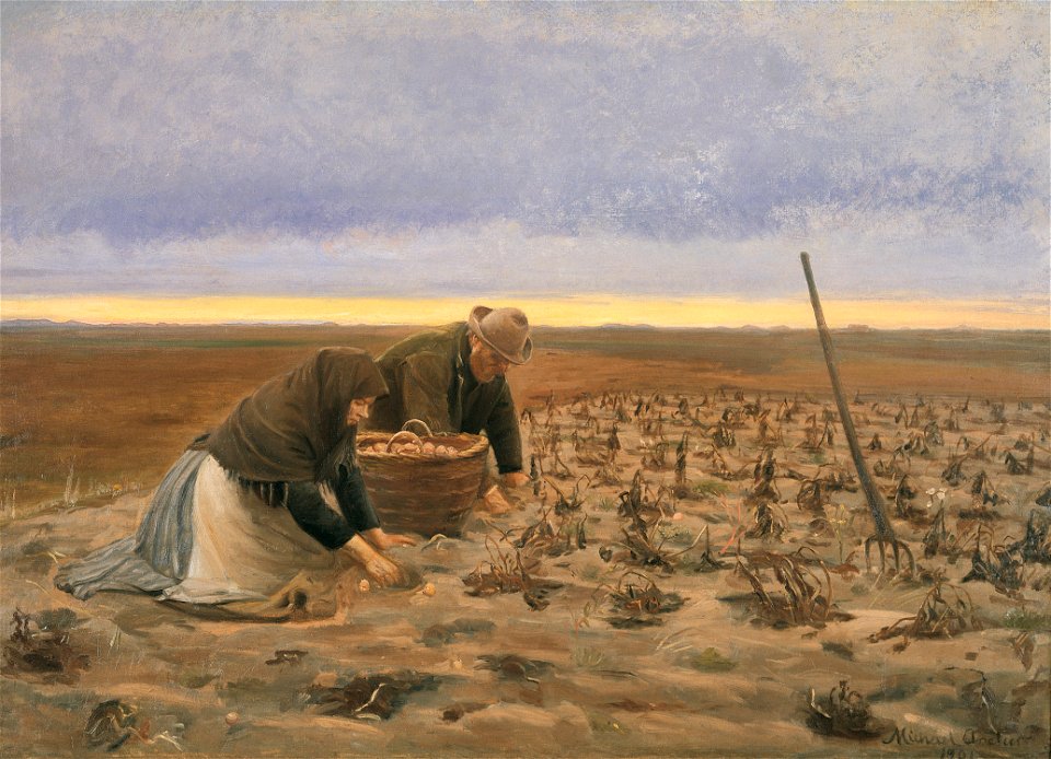 Kartoffelhøst