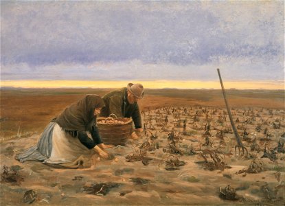 Kartoffelhøst