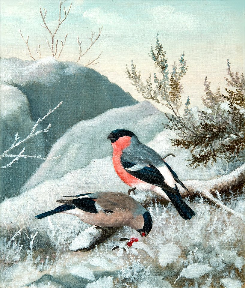 Karppanen Bullfinches