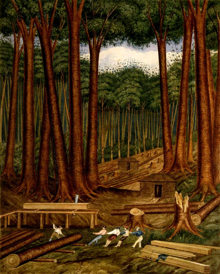 Kauri forest, Wairoa River, Kaipara. C-025-014