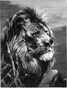 Kath. Illustratie 1894 His Majesty the King of Animals, by Carl Rungius
