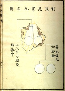 Kawaguchi p21