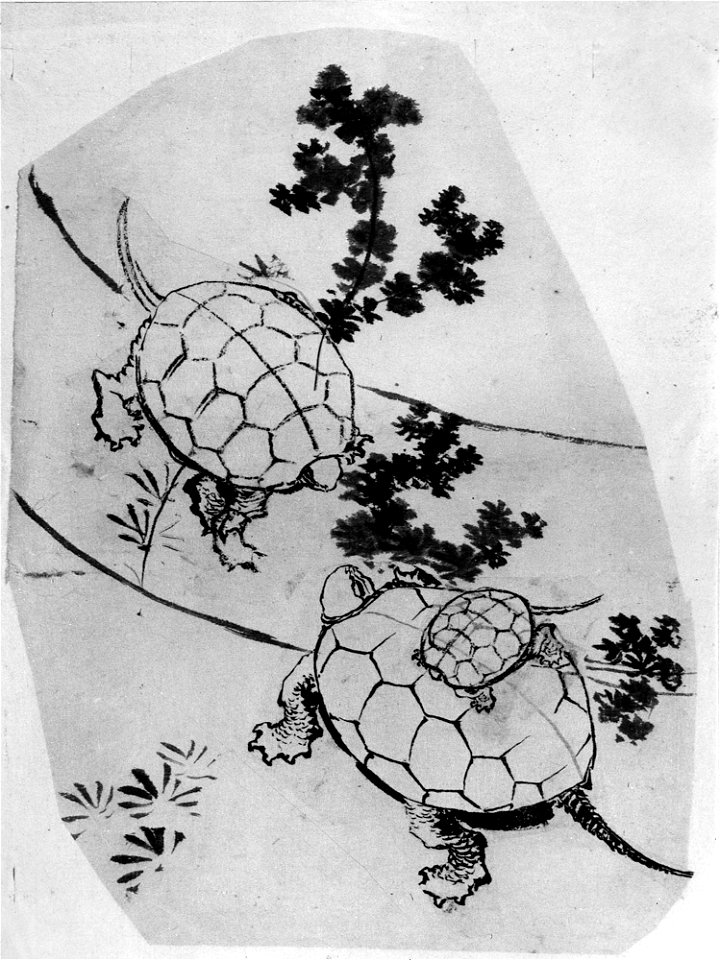 Katsushika Hokusai - Turtles - 56.121.12 - Metropolitan Museum of Art