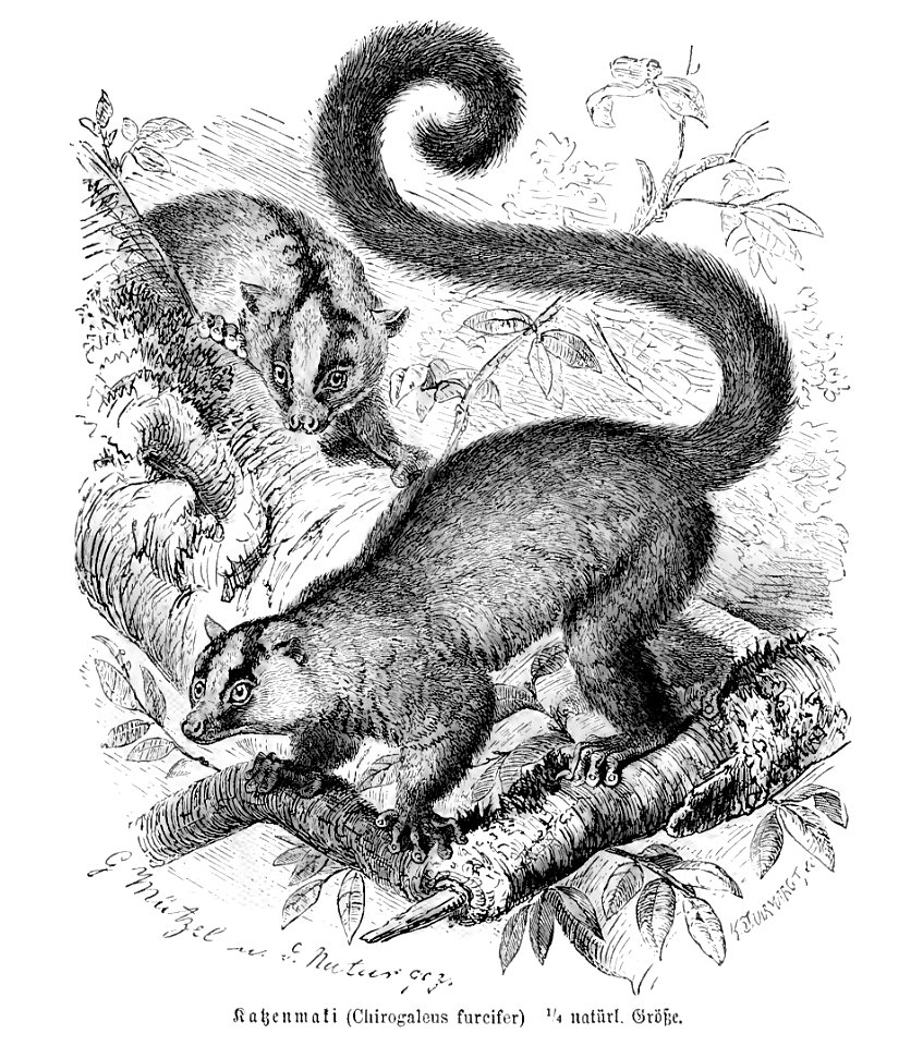 Katzenmaki (Chirogaleus furcifer)