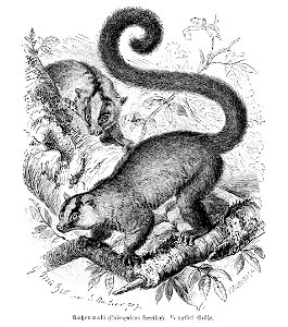 Katzenmaki (Chirogaleus furcifer)