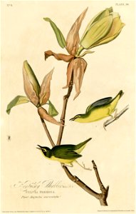 Kentucky Warbler (Audubon)
