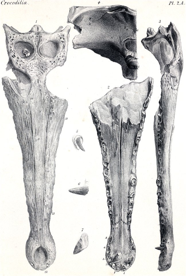 Kentisuchus champsoides
