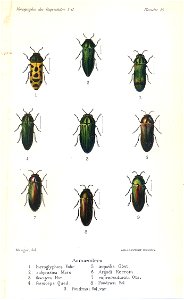 Kerremans.Monographie.des.Buprestides.16