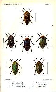Kerremans.Monographie.des.Buprestides.04