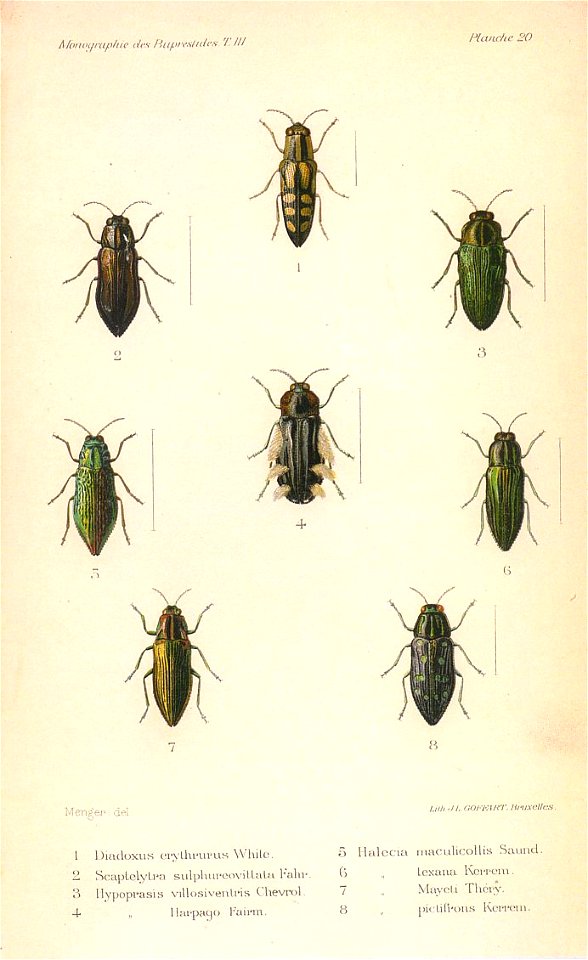 Kerremans.Monographie.des.Buprestides.20