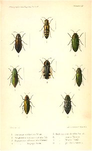 Kerremans.Monographie.des.Buprestides.20