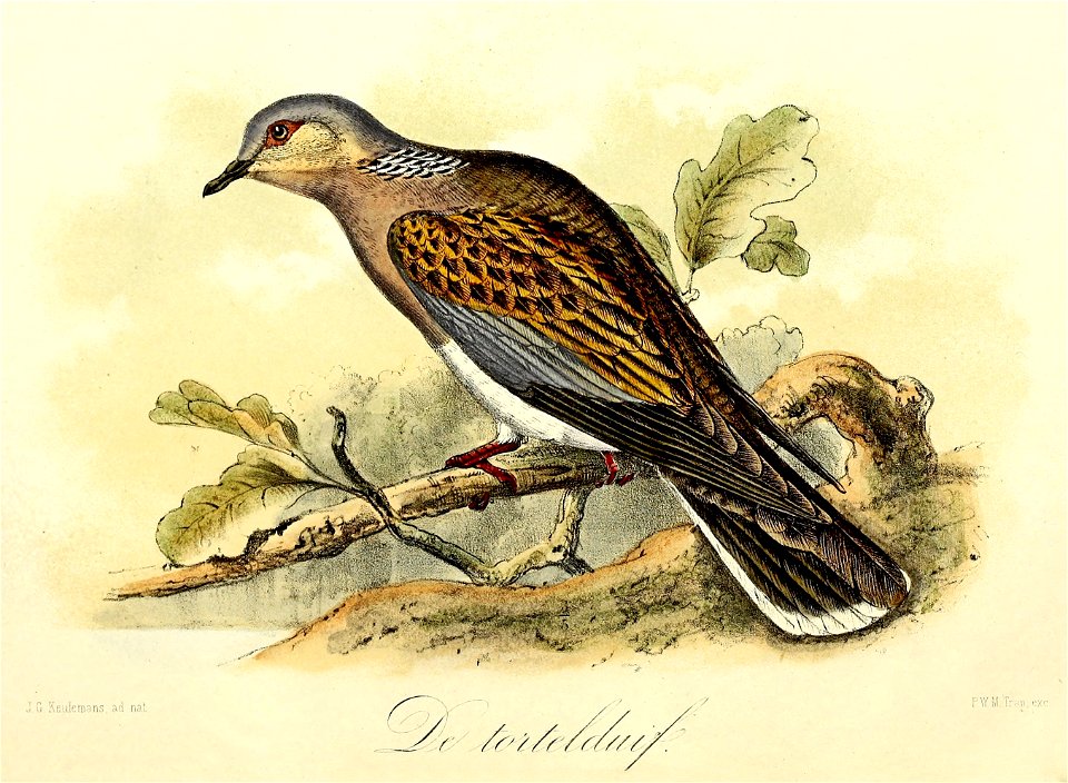 Keulemans Onze vogels 1 46