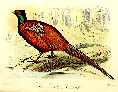 Keulemans Onze vogels 1 54