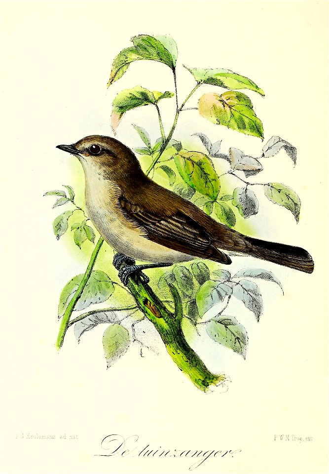 Keulemans Onze vogels 2 27
