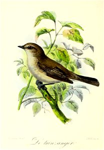 Keulemans Onze vogels 2 27