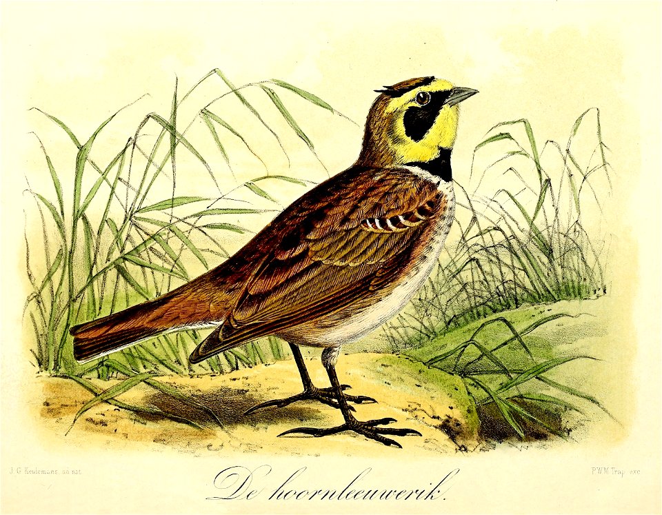 Keulemans Onze vogels 1 27